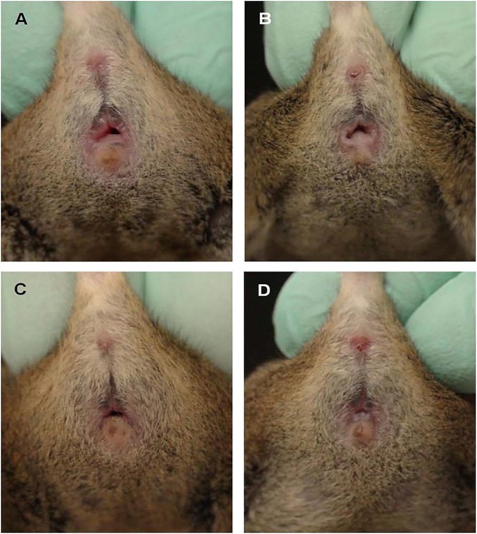 A set of 4 photographs depicts different phases of the vaginal opening in a mouse.