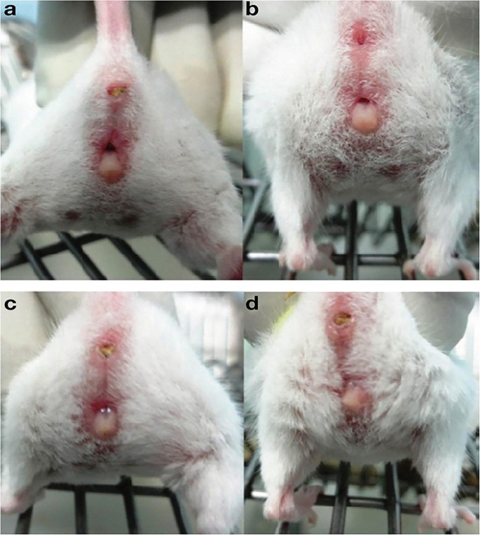 A set of 4 photographs depicts different phases of the vaginal opening in a white-coloured mouse.