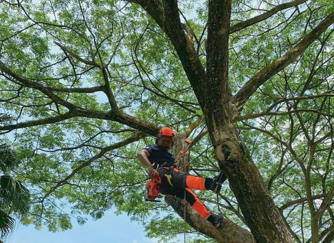 Tree Climbing: From Recreational to Tree Workers in Malaysia