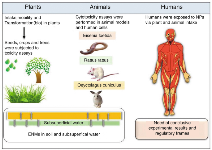 A diagram of the E N Ms in soil and sub-superficial water that plants and animals such as Eisenia foetida, Rattus rattus, and Oecytolagus cuniculus interact with, leading to humans being exposed to N Ps via intake.