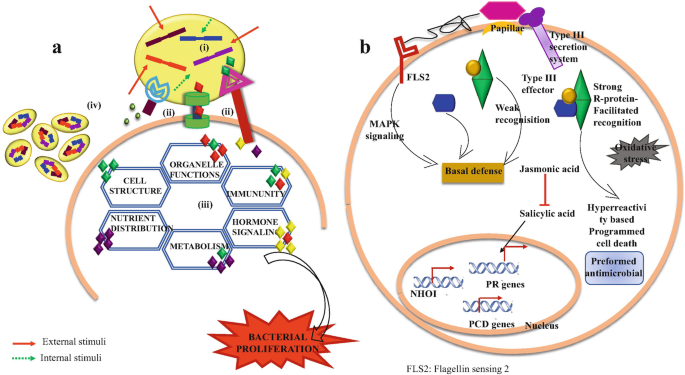 A. A diagram illustrates four phytopathogenesis mechanisms with the involvement of external and internal stimuli. B. On the right is an Euler diagram exhibiting N H O I, P R genes, and P C D genes in the nucleus, among others, within the site.