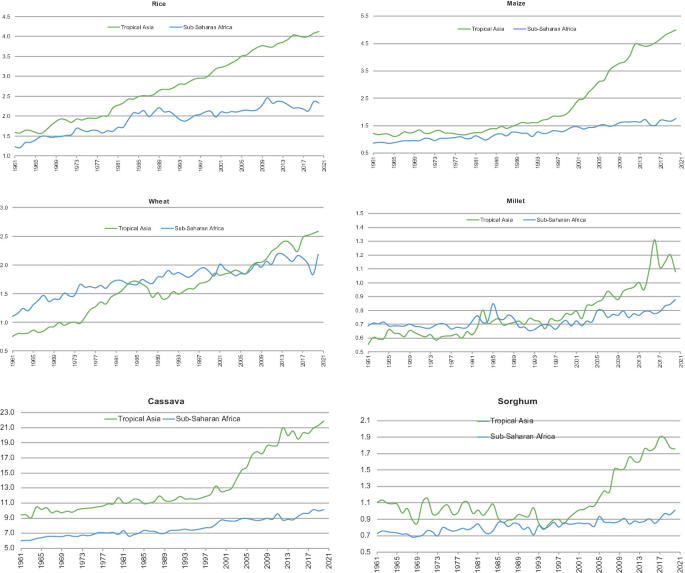 A line graphs yield trends of six important grains in Asia and Africa between 1961 and 2021 depicts an increasing trend in all the graphs. The grains are rice, maize, wheat, millet, cassava, and sorghum.