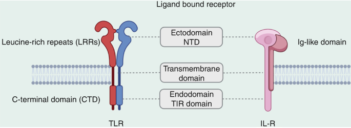 A structural diagram depicts the similarities in T L R and I L-R. T L R has leucine-rich repeats and a C-terminal domain. IL-R is an Ig-like domain. Ligand-bound receptors are ectodomain N T D, a transmembrane, and endodomain T I R.