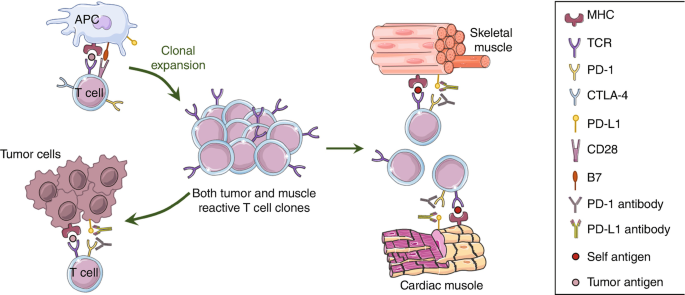 A model diagram depicts a massive expansion of T cells. It contains M H C, T C R, P D-1, C T L A-4, P D-L1, C D 28, B 7, P D-1 antibody, P D-L1 antibody, self-antigen, and tumor antigens.