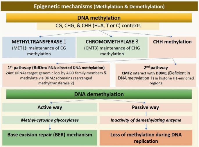 An illustration of epigenetic mechanism in a single frame that involves D N A methylation and demethylation processes in the plants.