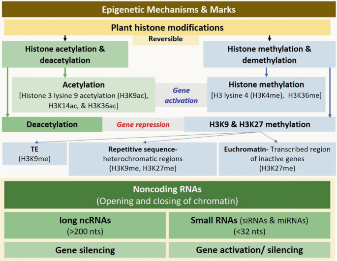 An illustration of an epigenetic mechanism. It begins with plant histone modifications, which are reversible and involve non-coding R N A in the later stages.