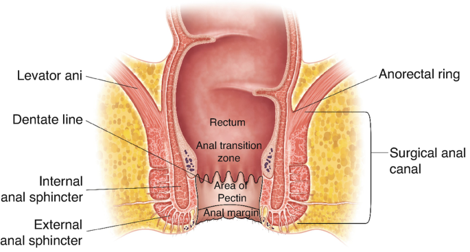 Sphincter Muscle | Definition & Function | Study.com