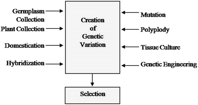 A block diagram represents the creation of genetic variation. The new varieties include germplasm collection, plant collection, domestication, hybridization, mutation, polyploidy, tissue culture, and genetic engineering.