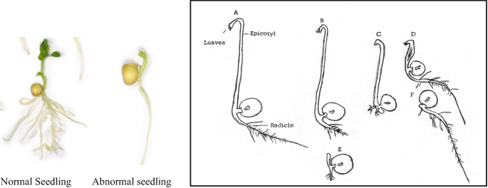 An illustration and a drawing of the seedling of peas. A, normal and abnormal seedlings. B, labels the parts of the germinated seedlings as leaves, epicotyl, radicle.