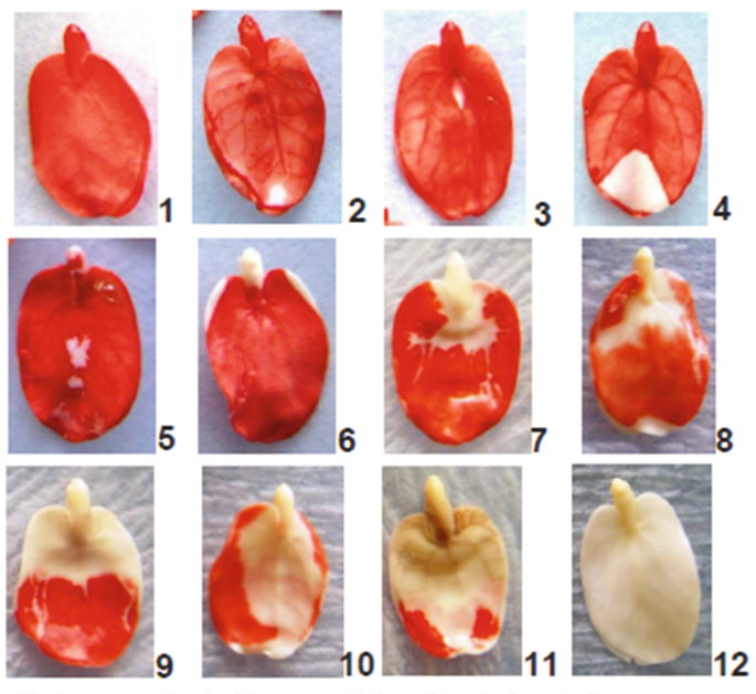 Twelve photographs of the results of the tetrazolium tests. The embryos that are stained uniformly are considered viable, while the unstained are non-viable.