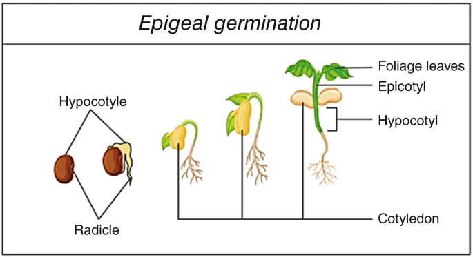 A diagram depicts the stages of epigeal germination. The parts are categorized as hypocotyl, radicle, cotyledon, epicotyl, and foliage leaves.