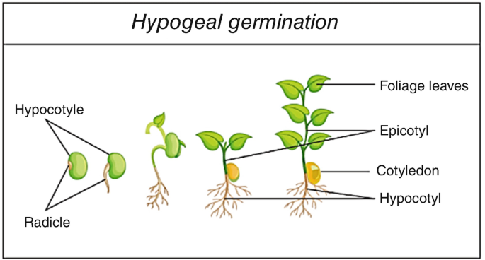 A diagram depicts the stages of hypogeal germination. The parts are categorized as hypocotyl, radicle, cotyledon, epicotyl, and foliage leaves.