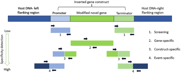 An illustration depicts the detection of a unique integration site of a specific G M O. Inserted gene construct consists of a promoter, modified novel gene, and terminator. Left: Host D N A- left flanking region. Right: Host D N A- right flanking region.