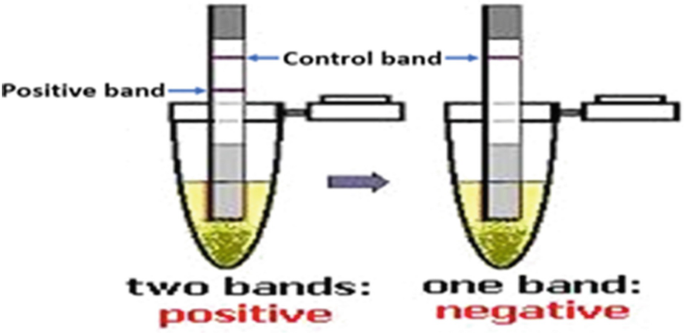 An illustration of a qualitative rapid visual test. 1. Two bands: positive: positive band and control band. 2. One band: negative: control band.