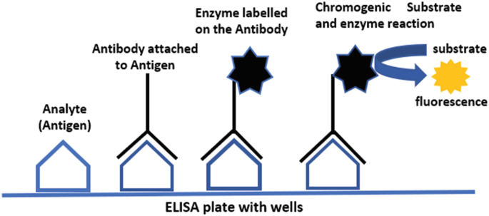 An illustration depicts the detection of B t seed quality. 1. Analyte: Antigen. 2. Antibody attached to antigen. 3. Enzyme labelled on the antibody. 4. Chromogenic substrate and enzyme reaction: substrate and fluorescence.