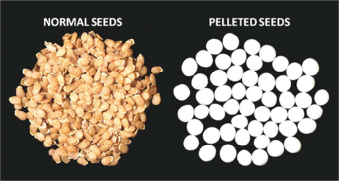 Two photos. On the left are the normal seeds, which are flat and small. On the right are the pelleted seeds that are round and bigger.