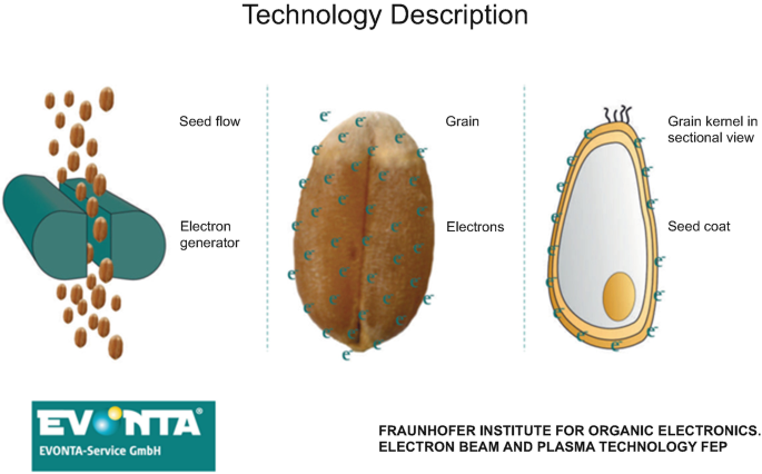 An illustration explains the technological description of electron beam treatment. First, the seed flow goes through an electron generator, which leads to an electron coating the grains. In the sectional view of the grain kernel, the seed coat is prominent.