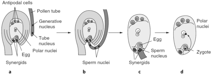 4 illustrations a,b,c, and d depict the steps of fertilization of a flowering plant. The pollen tube grows and reaches the ovary and the sperms enter through it and a zygote is formed. Different parts are labeled.