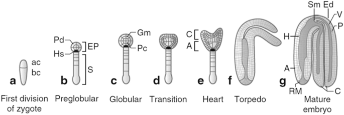 7 illustrations depict the different steps in the conversion of a zygote into a mature embryo. The different stages include the first division of the embryo, preglobular, globular, transition, heart, torpedo, and mature embryo.