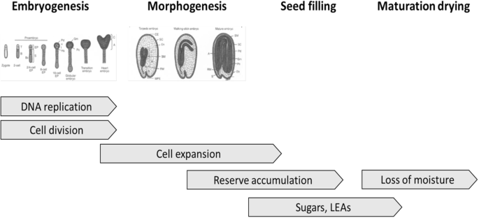 The illustration depicts Embryogenesis, Morphogenesis, Seed Filling, and Maturation Dying. The different steps depicted are DNA replication, Cell division, Cell expansion, Reserve accumulation, Loss of moisture and Sugars, LEAs.