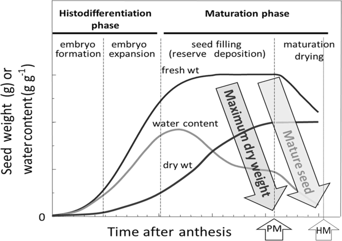 A line graph plots seed weight versus time after anthesis. The graph is divided Histodifferentiation phase and maturation phase. The three lines represent fresh water, water content, and dry water.