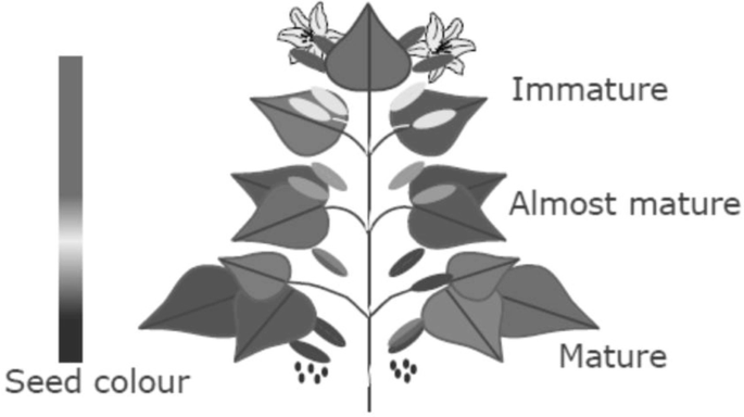 An illustration depicts a diagram of a plant with different stages of maturation and the color of the seeds. The stages are Immature, Almost mature, and Mature.