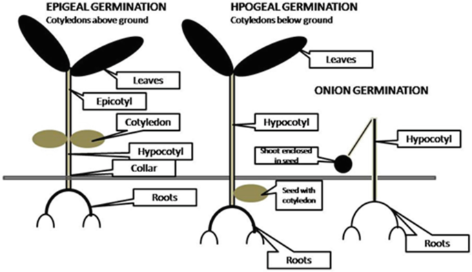 An illustration of seed germination. 1. Epigeal germination. 2. Hypogel germination. 3. Onion germination.