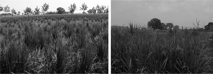 A set of two photographs of the paddy fields of pre-harvest and post-harvest. Some trees are grown among the paddy fields.
