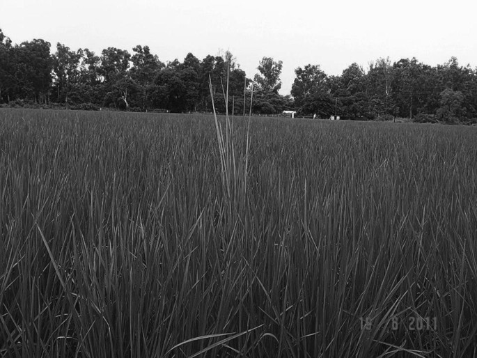 A photograph of a paddy field with a few elongated culms in paddy.