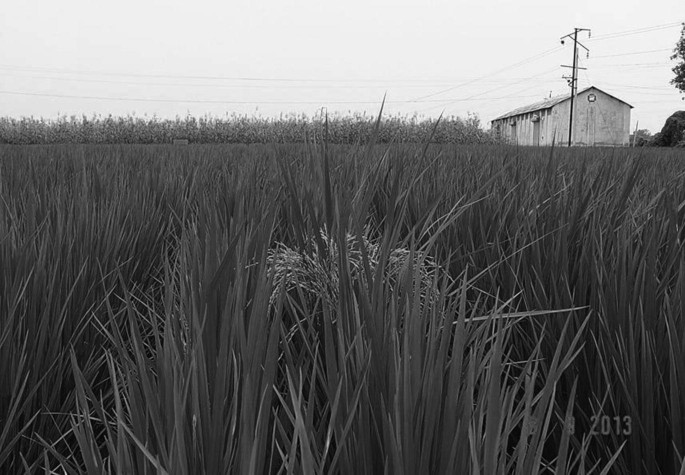 A photograph of a paddy field with flowering grass and a house in between.