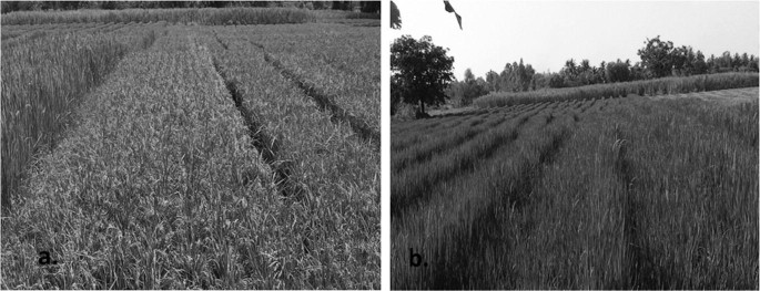 A set of two photographs of a paddy field with plots of isolated and barrier crops, respectively.