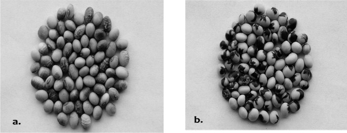 A set of two photographs of seeds are arranged in a circular form. The first photo has staining on the seed surface. The second photo has seed discoloration.
