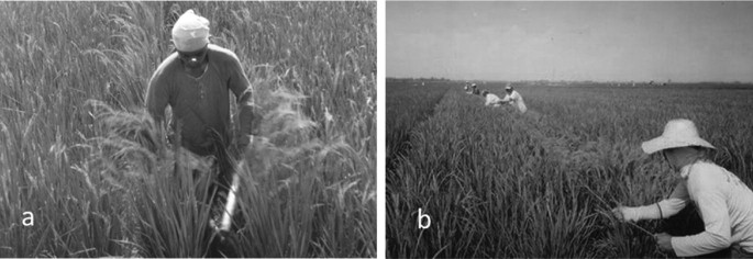 A set of two photographs. The first photo has a man holding a wooden stick and walking through a paddy field. The second photo is with a man polling a rope around the paddy field.