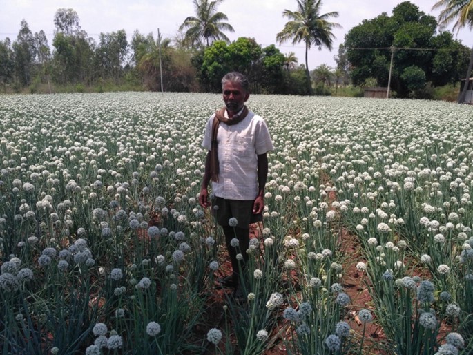 A photograph of an old man in the middle of a crop field of onion flowers. There are several trees at a distance.