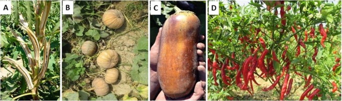 4 photographs A, B, C, and D of vegetables. A is of an Okra, B includes several small and medium-sized pumpkins, C is of a big brinjal held by hands, and D includes several red chilies.
