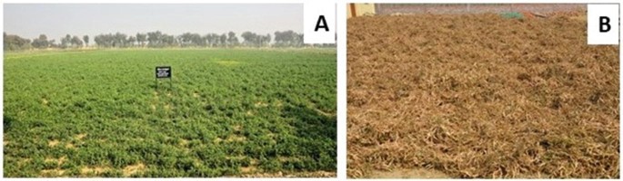 2 photographs A and B of a field. A has a green field with a signboard in the middle. It has several trees at a distance. B has a barren field.