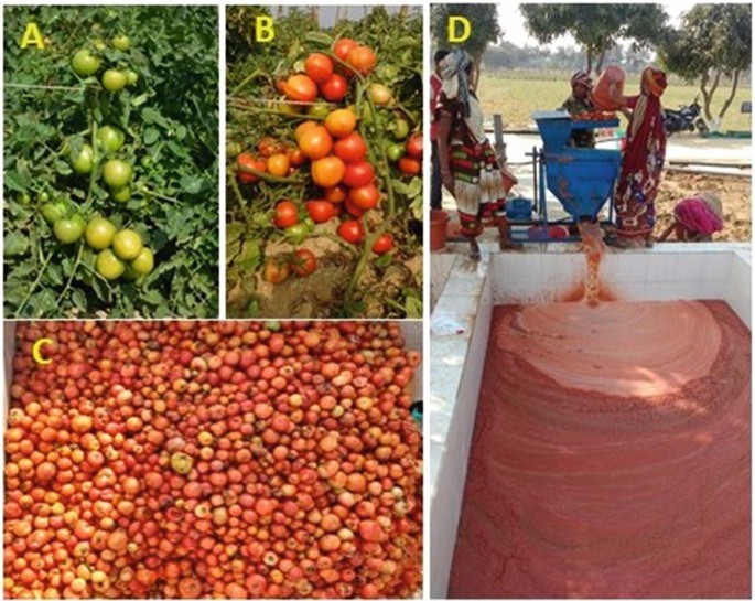 4 photographs A, B, C, and D of tomatoes. A has a bush with many green tomatoes, B has a bush with many red tomatoes, and C is several red tomatoes gathered in one place. D is the extraction of the seeds via a machine into a tub-like area. Several women pour the tomatoes from a bucket into the machine.