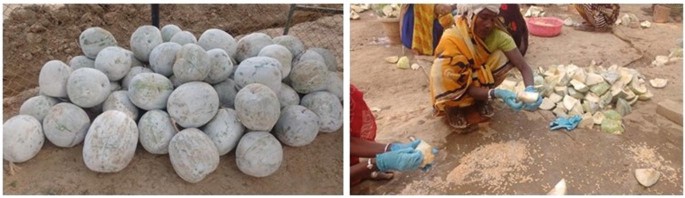 2 photographs A and B. A has several large ash gourd seed crops gathered in one place. B is of a woman in gloves who cleans the gourds to get the seeds out.