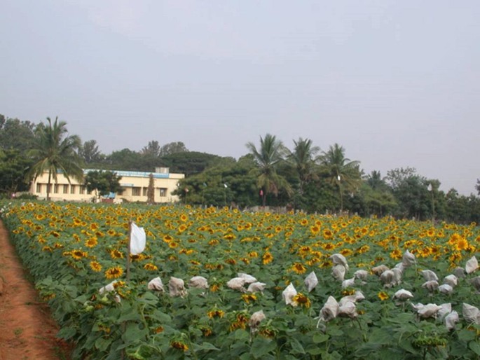 The photograph of the nucleus seed production of sunflower.