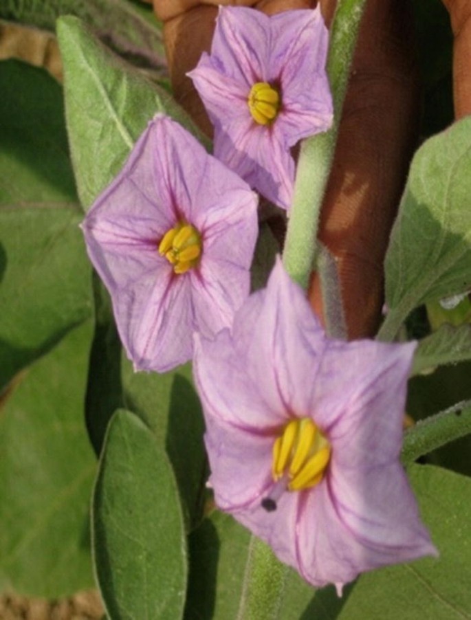 A photo of brinjal flowers.