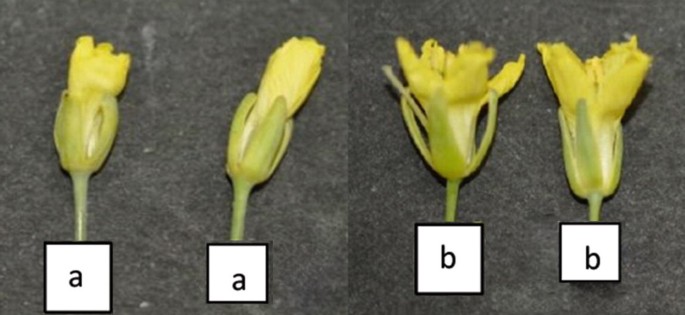A set of two photos of two flowers, each of the Brassicaceae family.