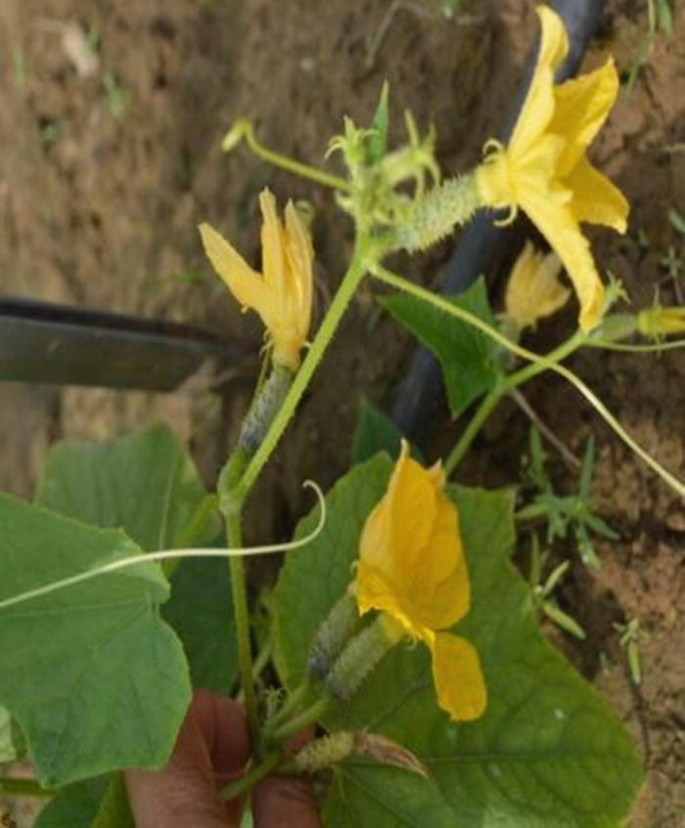 A photo of cucumber flowers.