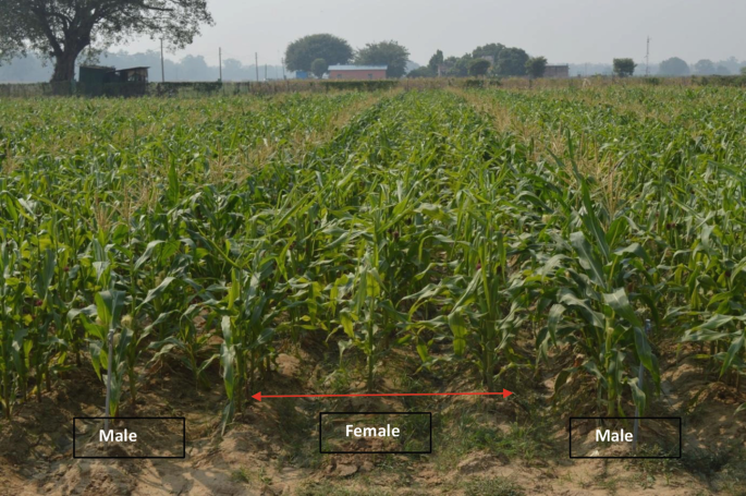 A photo of a maize field. The field layout undergoes hybrid maize seed production.