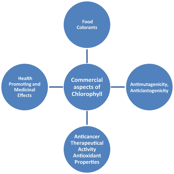 A radial chart lists the commercial aspects of chlorophyll, such as food colorants, antimutagenicity, anticancer therapeutical activity, and medicinal effects.