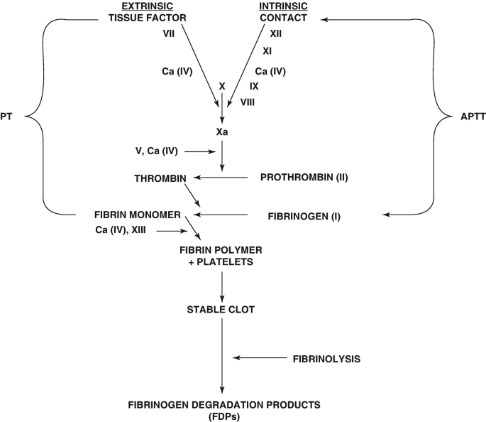 An illustration of pathways P T and A P T T for producing fibrinogen degradation products. It depicts parameters for extrinsic tissue factors and intrinsic contact.