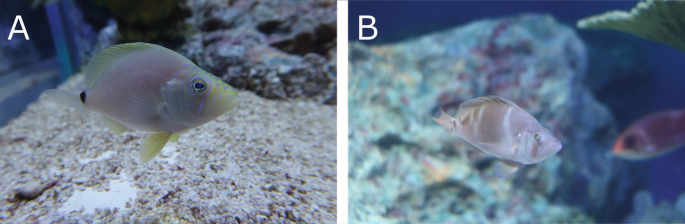 2 photos with magnified views of a Hypoplectrus unicolor on the left and an H. puella on the right. Both the fishes are tiny in size and wide in width.