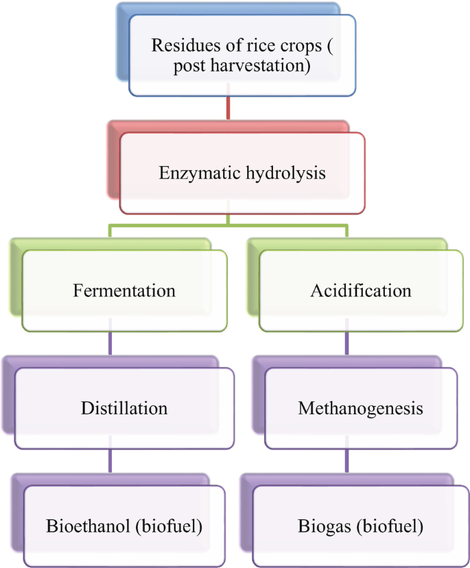 A flow chart of rice crops undergoes enzymatic Hydrolysis to form Bioethanol through Fermentation and Distillation or Biogas through Acidification and Methanogenesis.