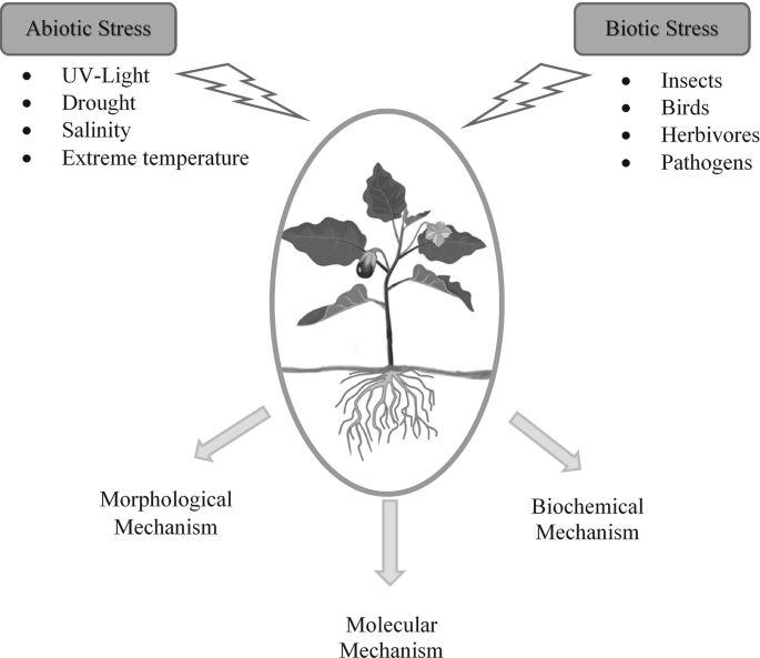 A diagram of abiotic and biotic stress. It consists of U V light, drought, salinity, temperature, insects, birds, herbivores, pathogens, and morphological, molecular, and biochemical mechanisms.