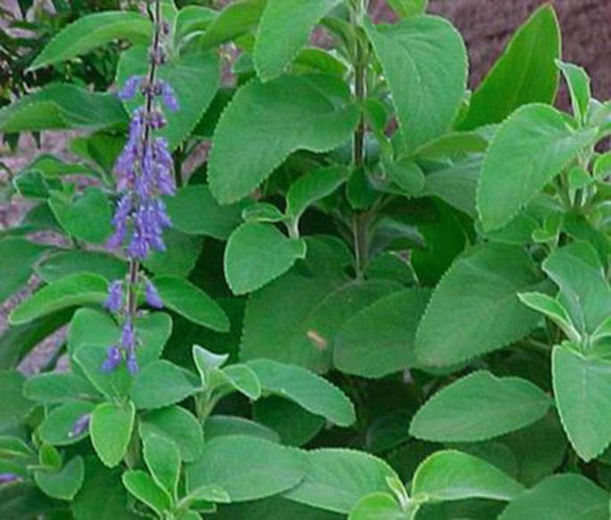 Botany of Coleus forskohlii | Springer Nature Link