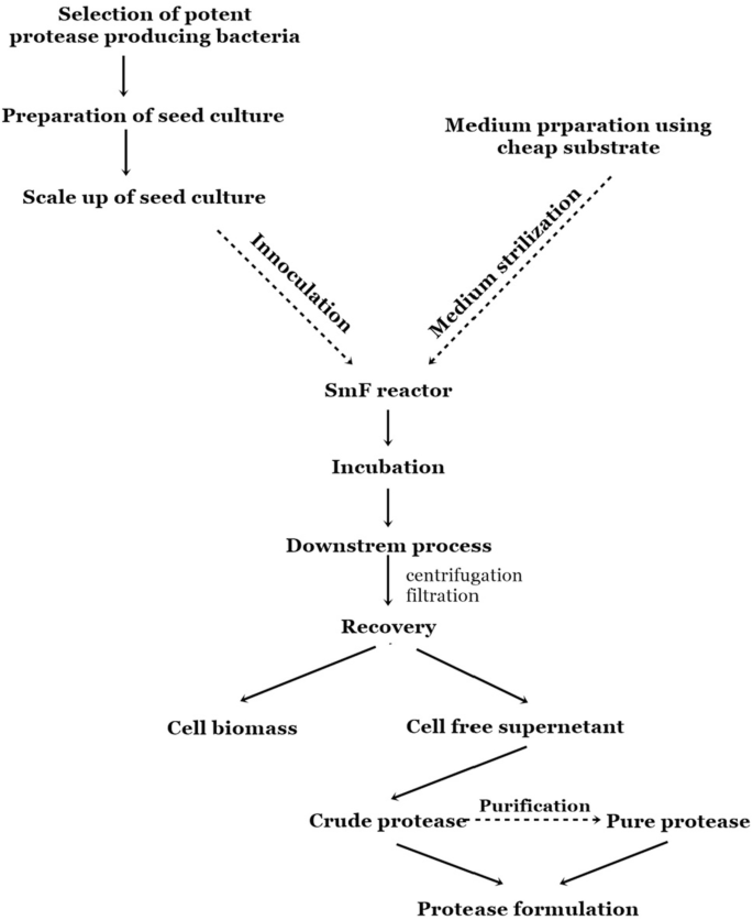 A flowchart illustrates the protease production by S m F that includes inoculation, medium sterilization, S m F reactor, incubation, downstream process, recovery, purification, and protease formulation.